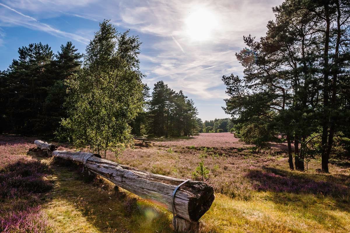 Misslehorner Heide Hermannsburg