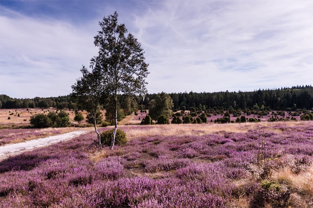 Blütenzauber in der HeideRegion Uelzen