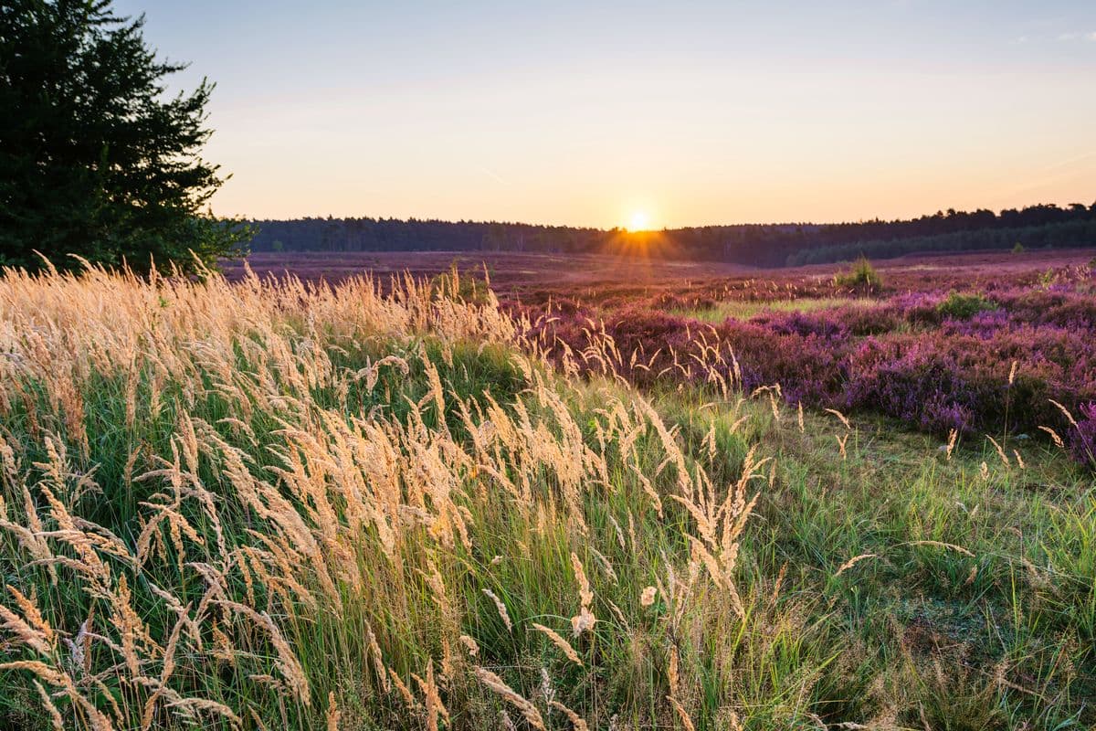 Sonnenuntergang am Eicksberg, Misselhorner Heide