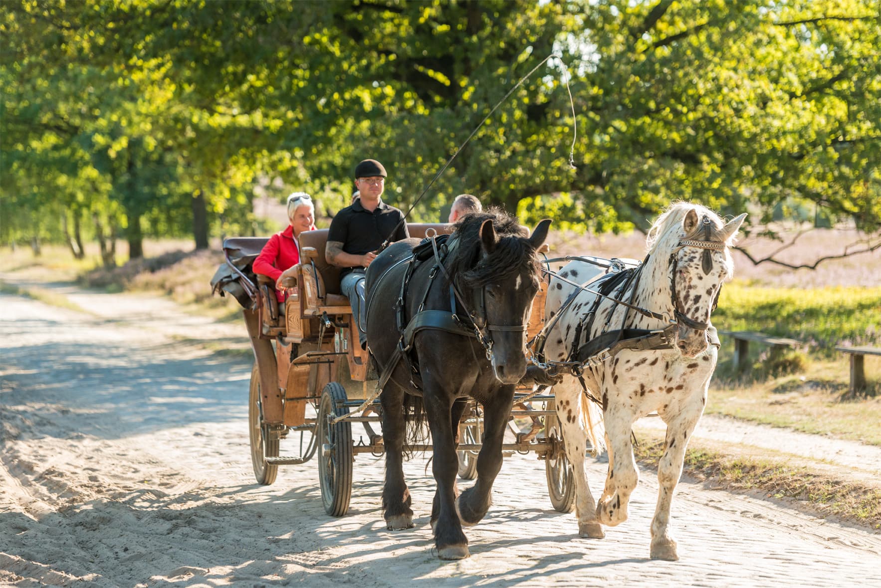 Kutschfahrt durch die Heidelandschaft