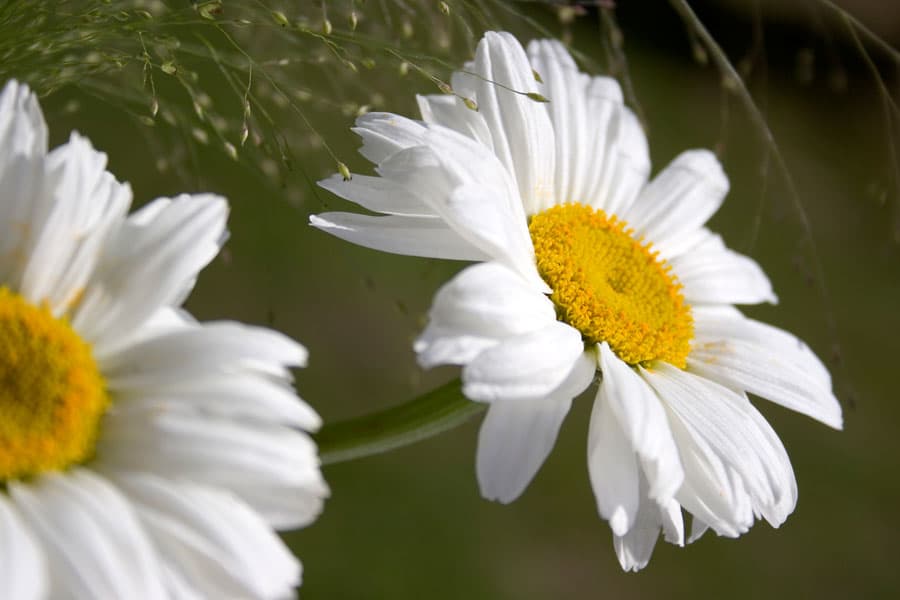 Blumen NATUROTEL Hotel Camp Reinsehlen Schneverdingen