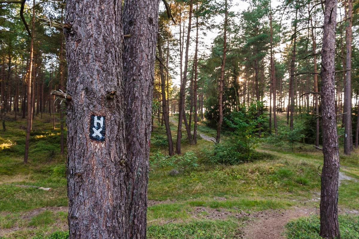 Am Heidschnuckenweg