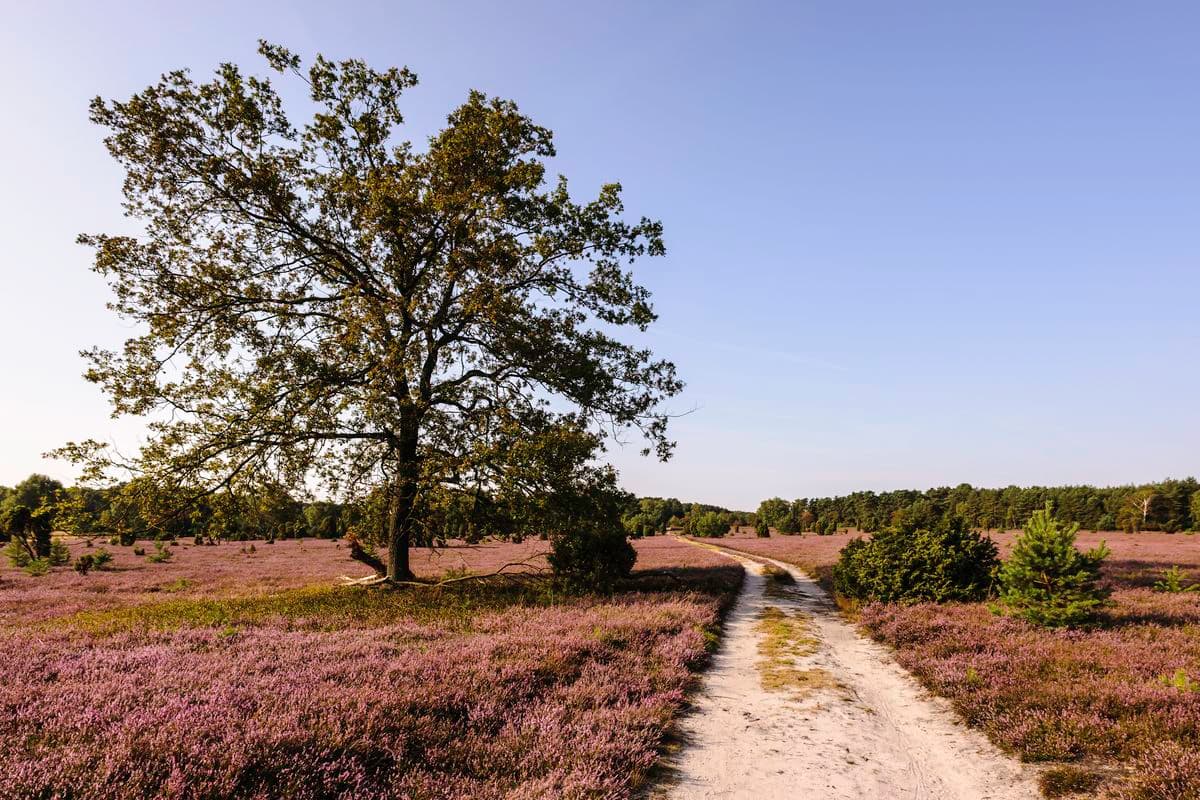 Wanderweg durch die Oberoher Heide