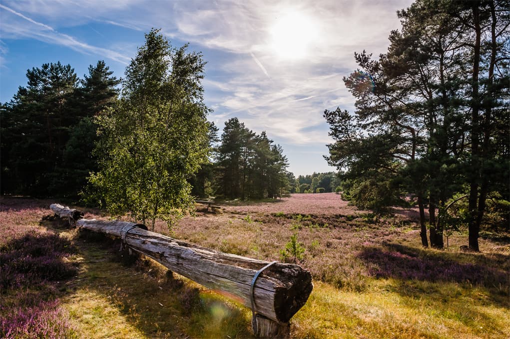 Misselhorner Heide bei Hermannsburg