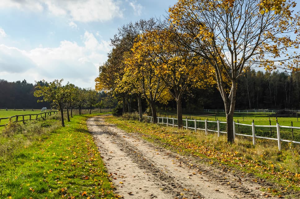 Heidschnuckenweg bei Weesen