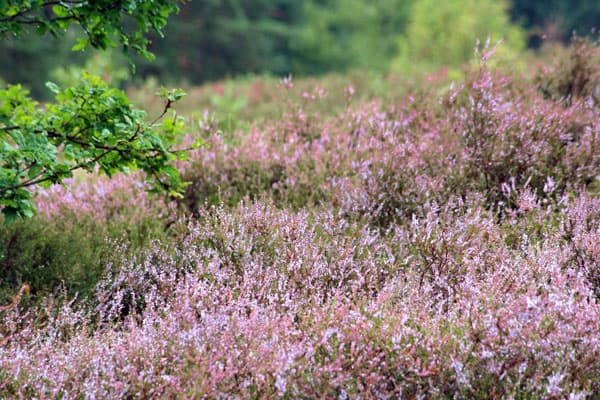 Die Heideblüte in der Lüneburger Heide geht bis Mitte September