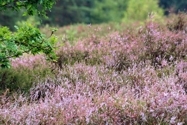 Heideblüte Lüneburger Heide