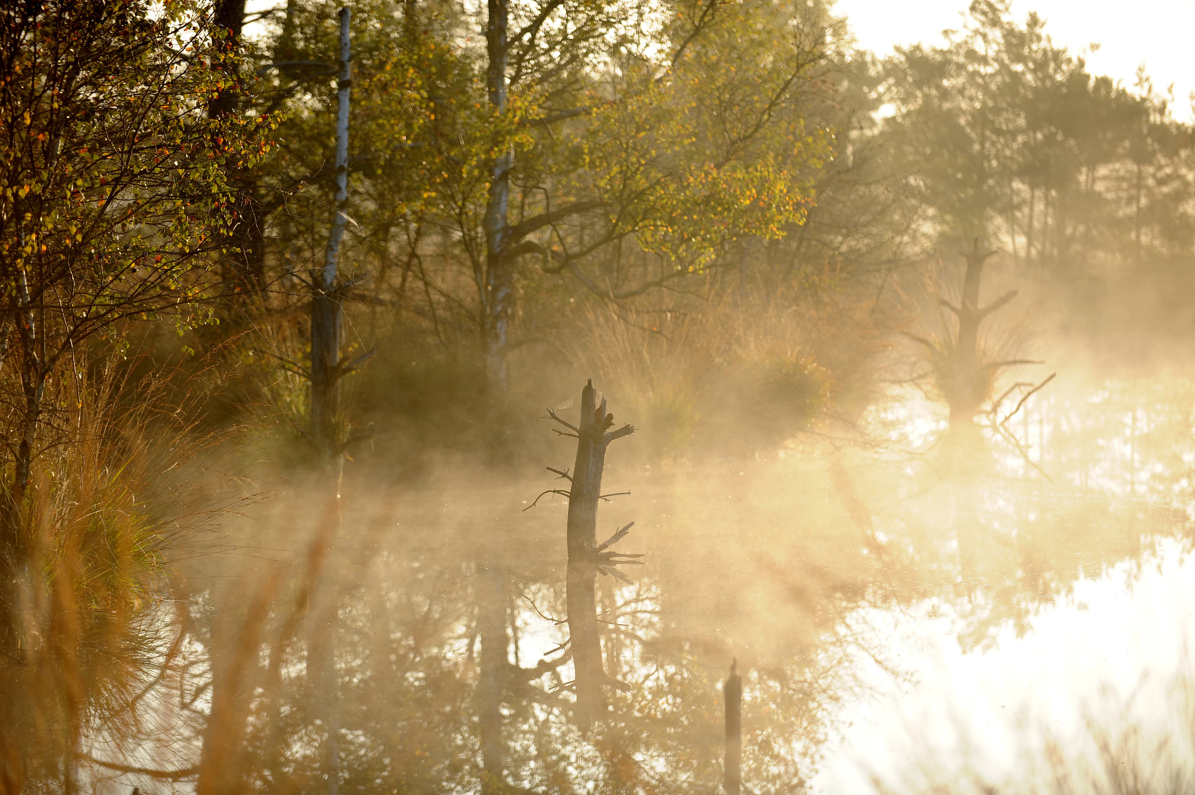 Mystisches Pietzmoor