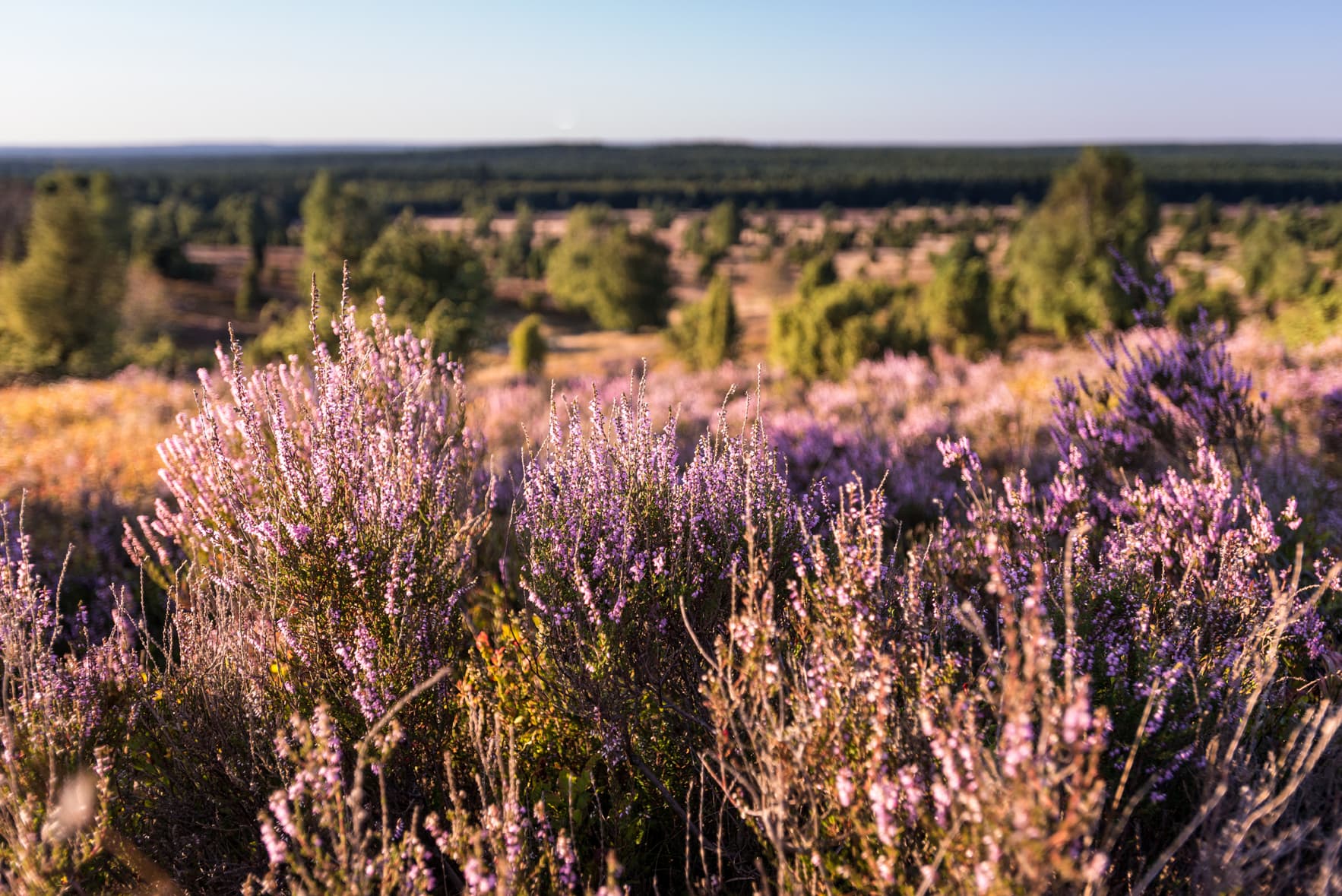 Naturpark Lüneburger Heide