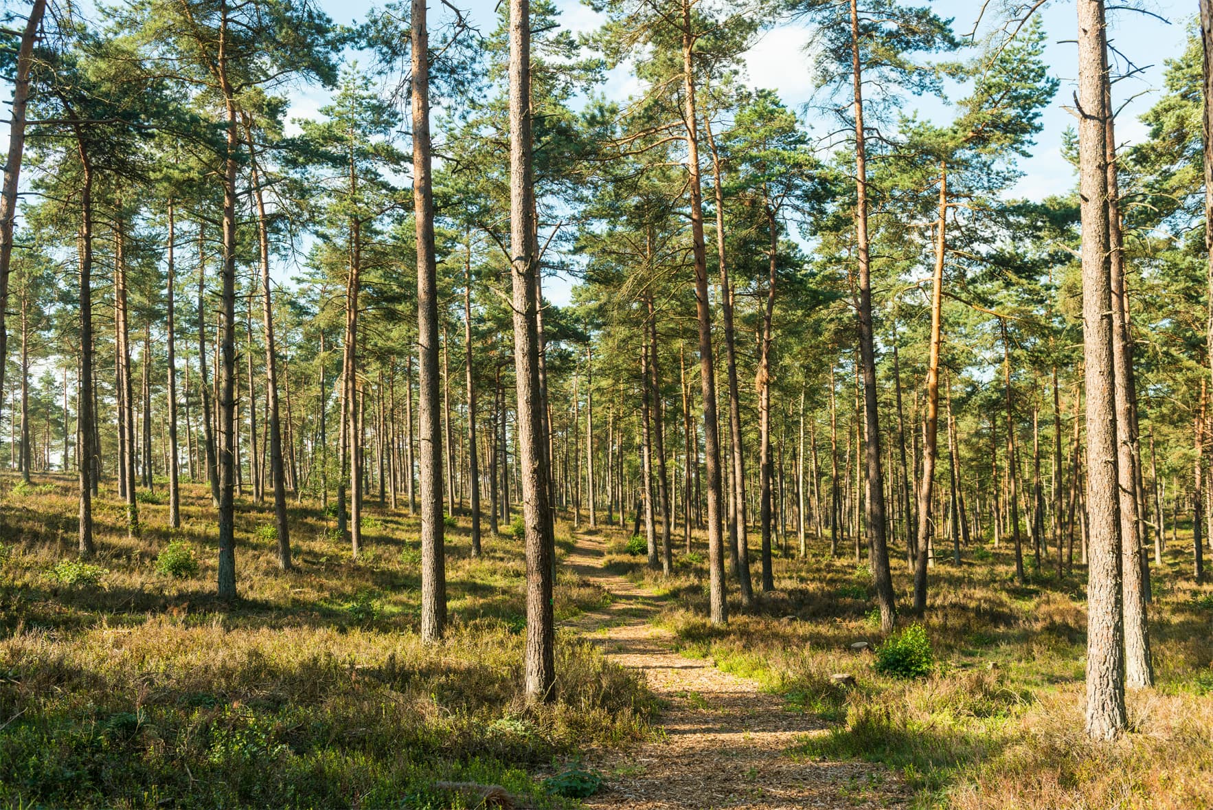 Heidschnuckenweg Brunsberg Handeloh Lüneburger Heide Wandern