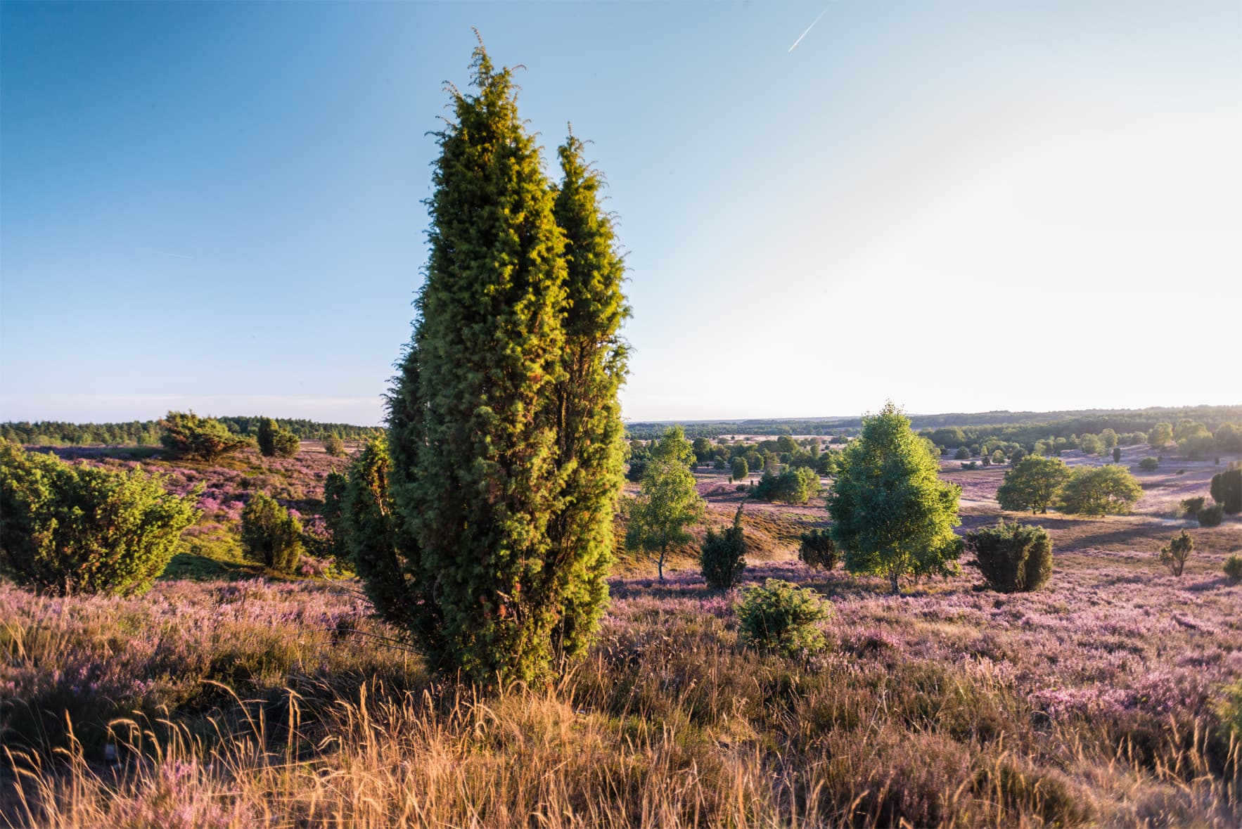 Blick vom Wilseder Berg ins Naturschutzgebiet