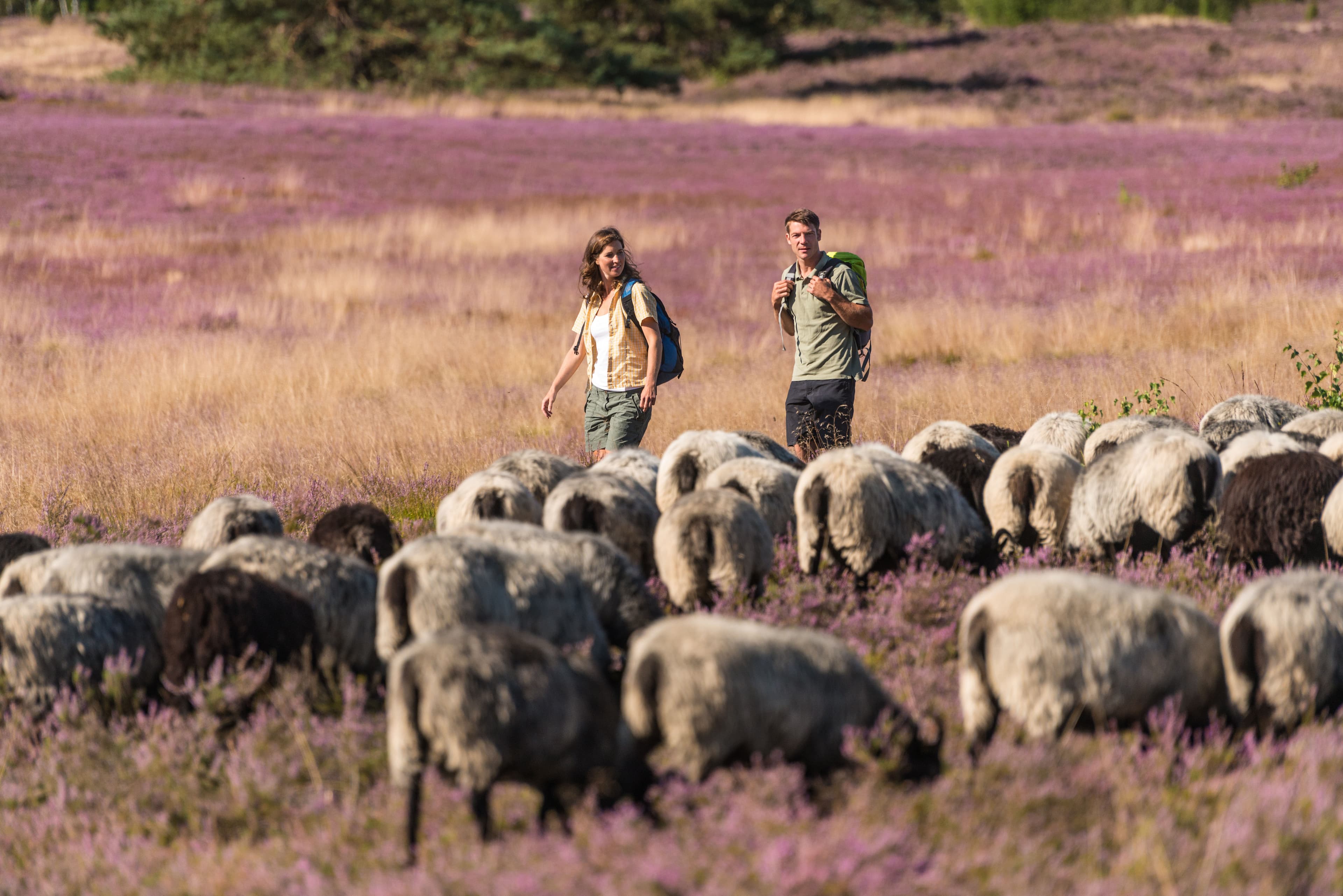 Wandern in der Lüneburger Heide