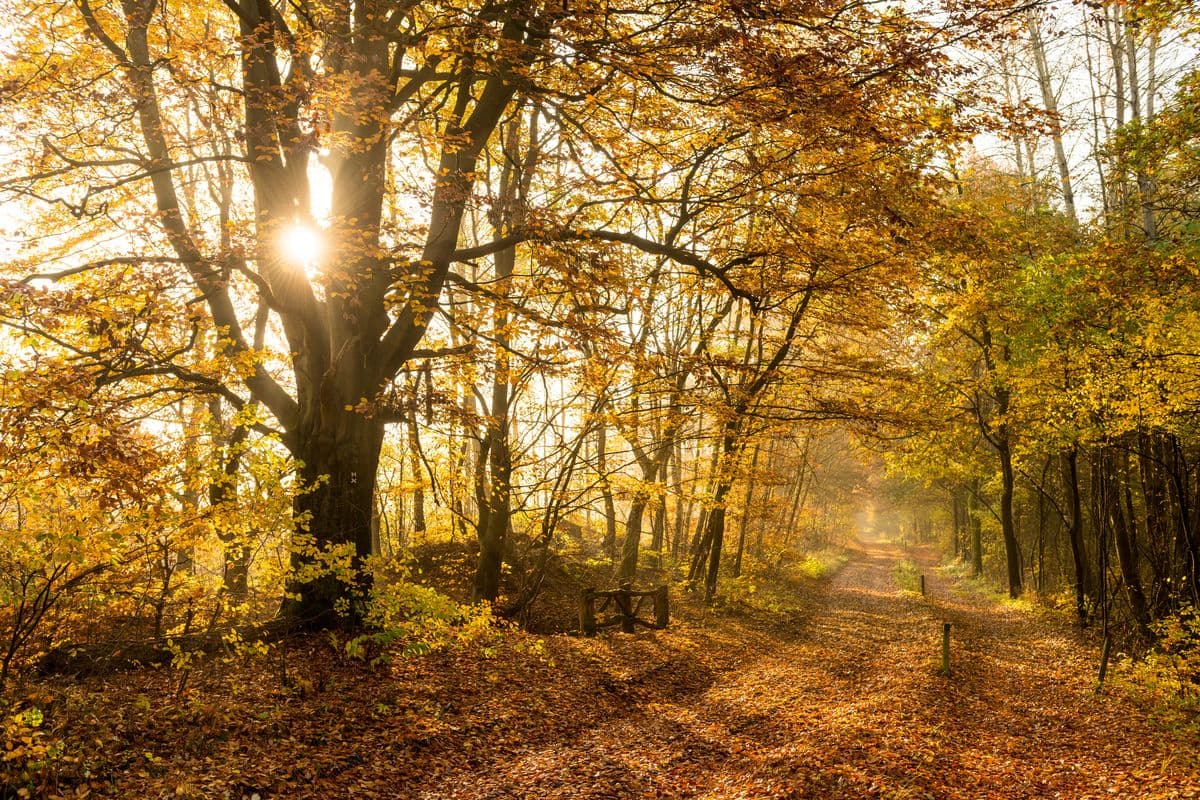 Waldgebiet bei Eschede im Herbst