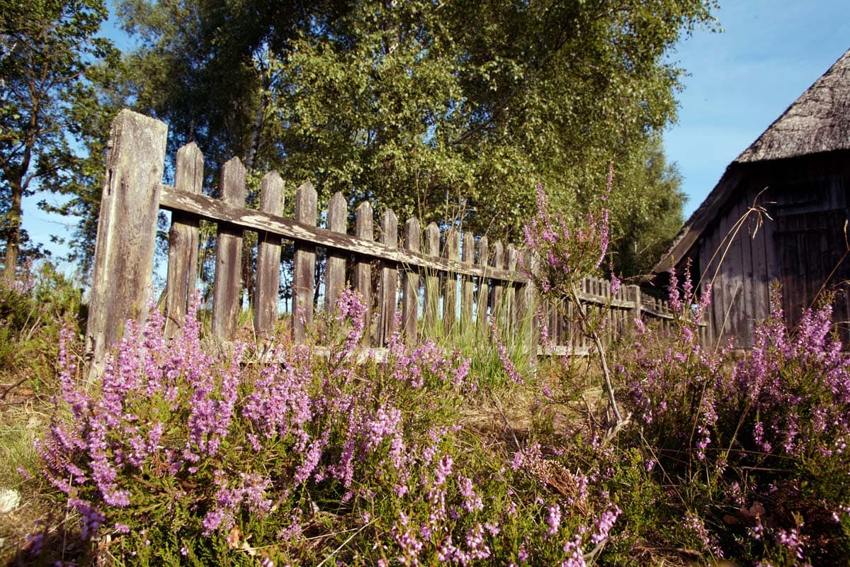 Urlaub in der Lüneburger Heide während der Heideblüte