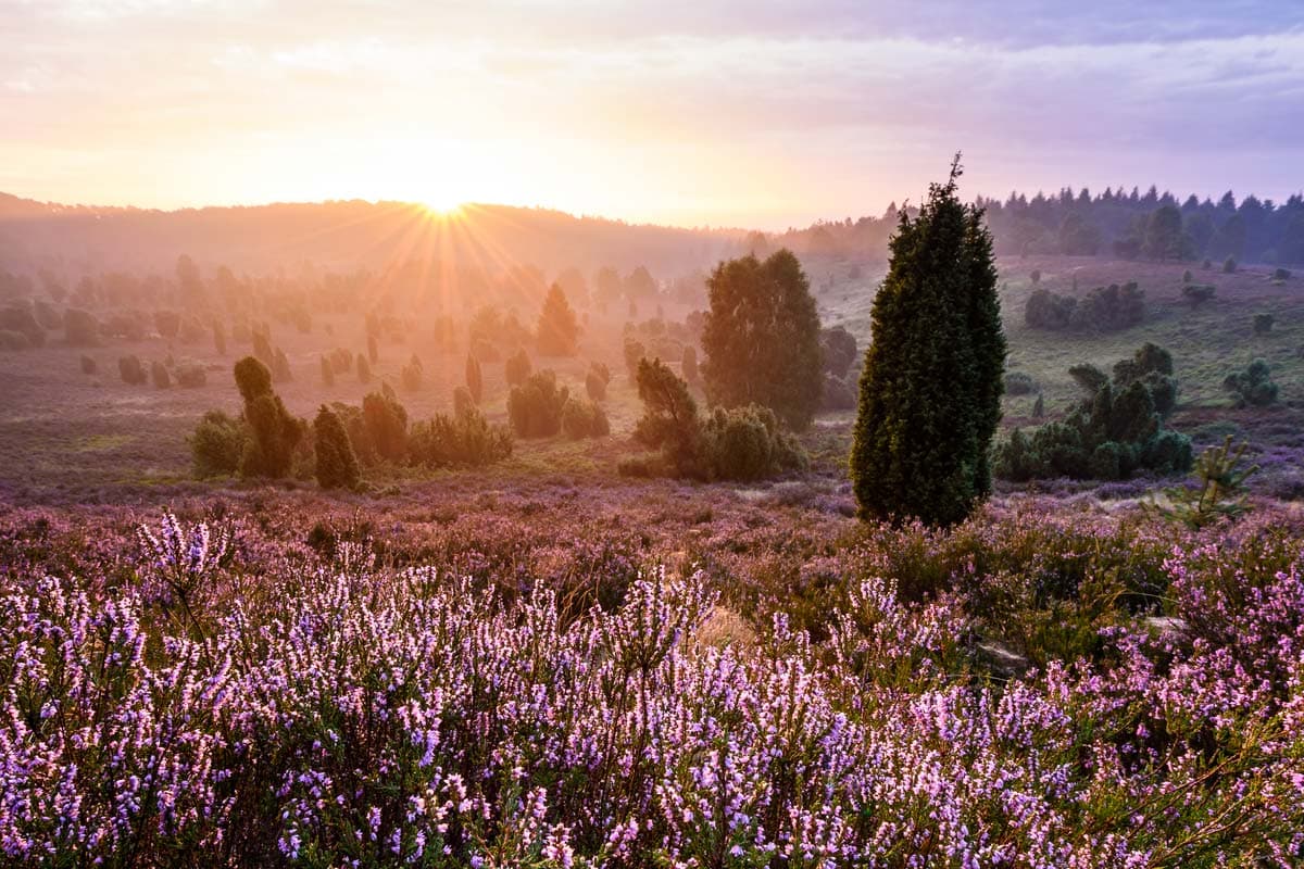 während der heideblüte sind die sonnenaufgänge am schönsten in der lüneburger heide