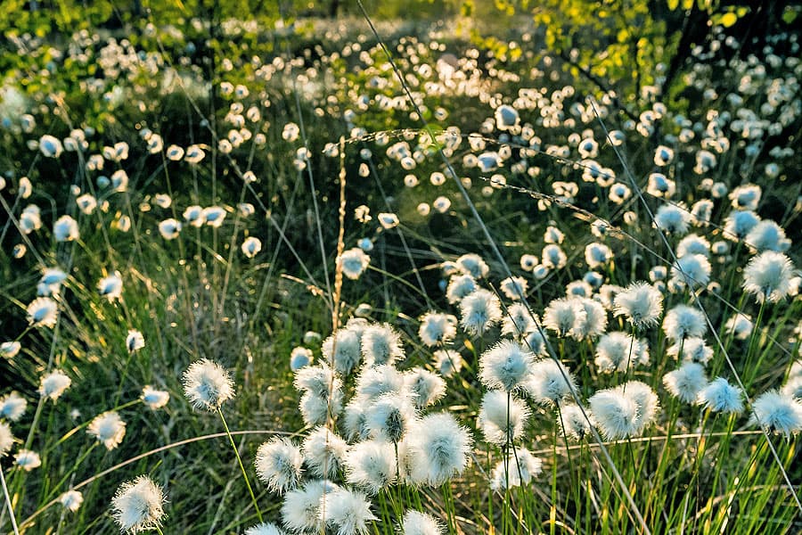 Wollgras im Pietzmoor bei Schneverdingen