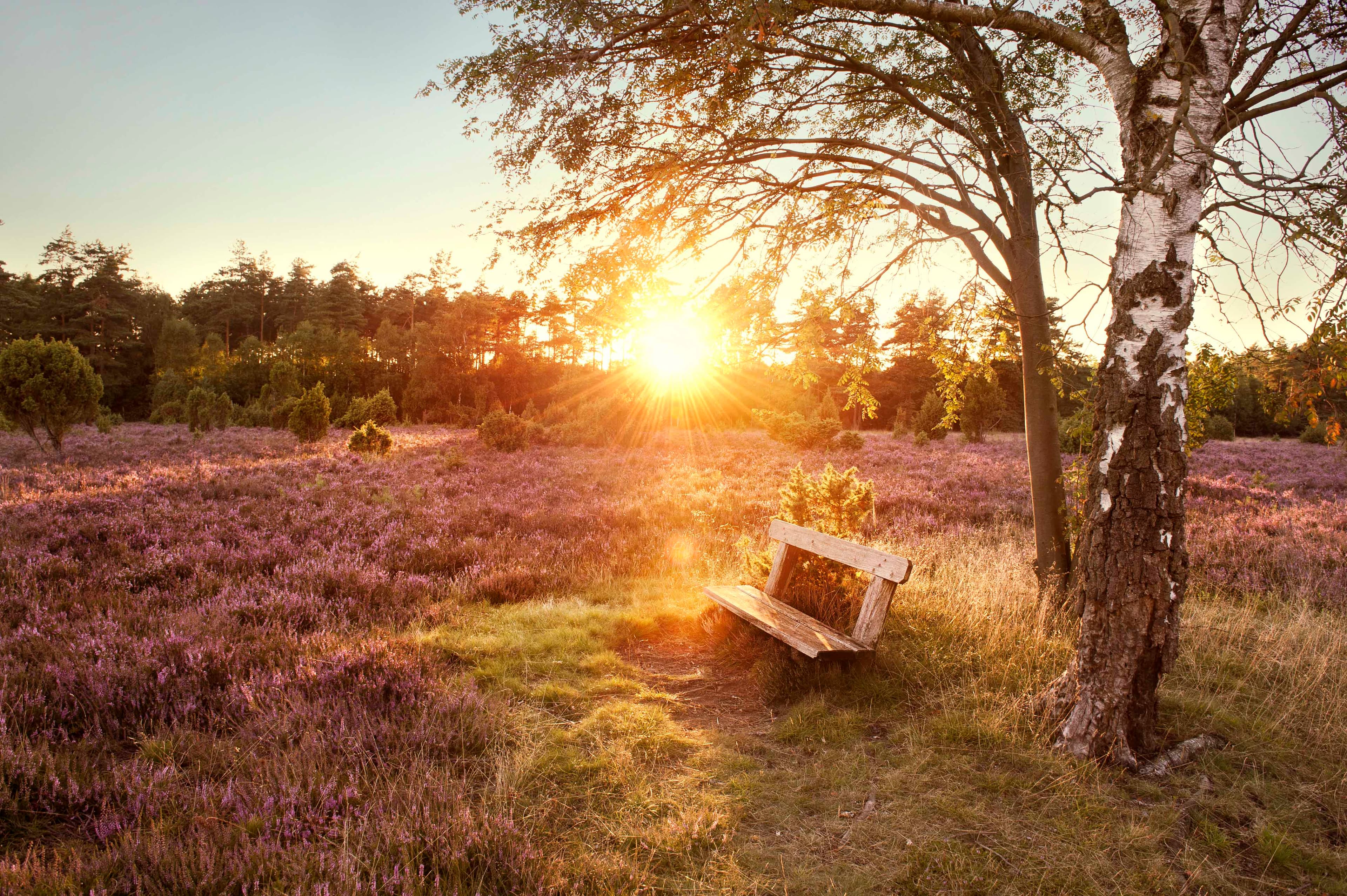 Heidefläche im Naturpark Südheide