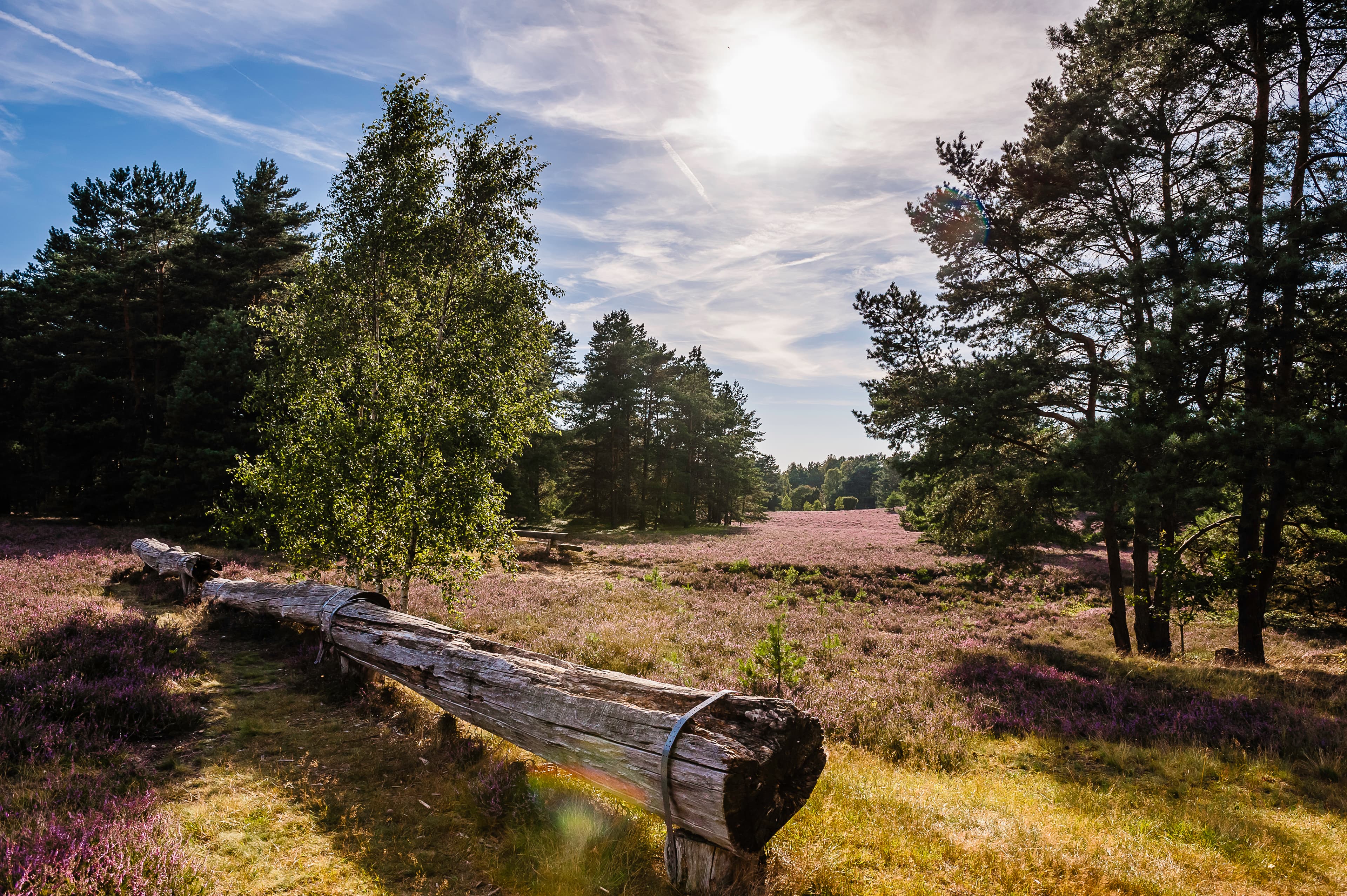 Heidefläche im Naturpark Südheide