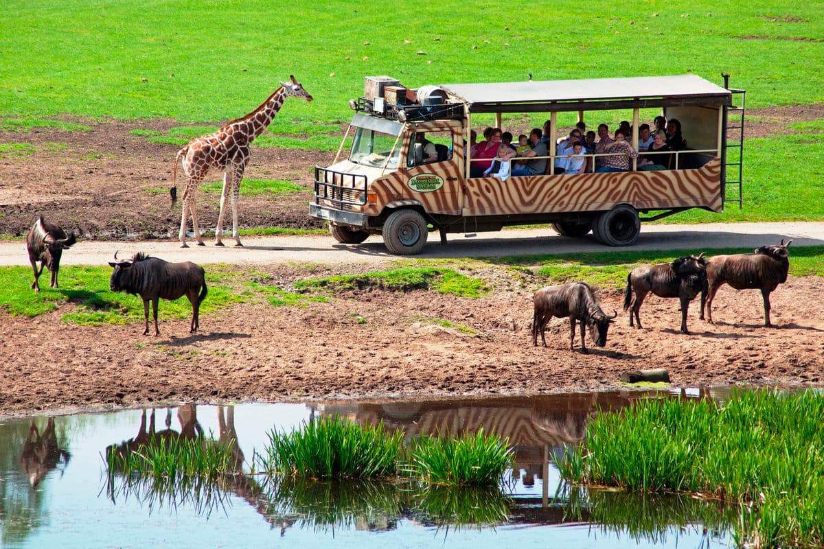 Dschungel Safari im Serengeti Park Lüneburger Heide