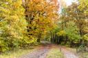 Radweg durch den Herbstwald
