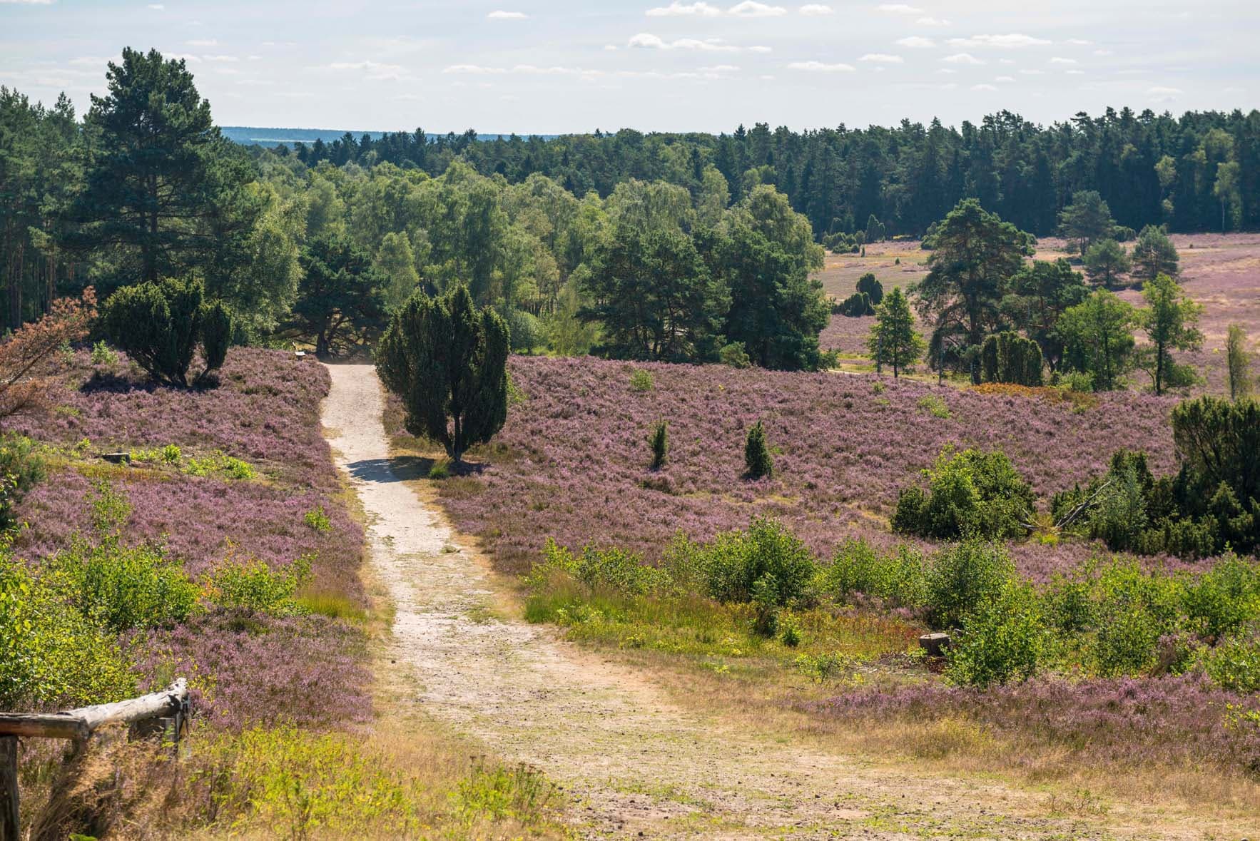 Naturschutzgebiet Lüneburger Heide