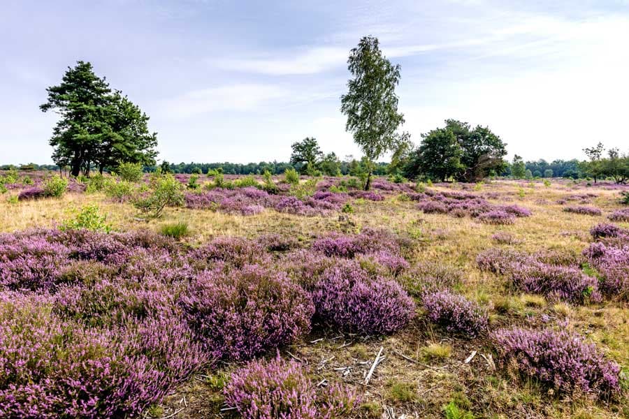 Osterheide Schneverdingen