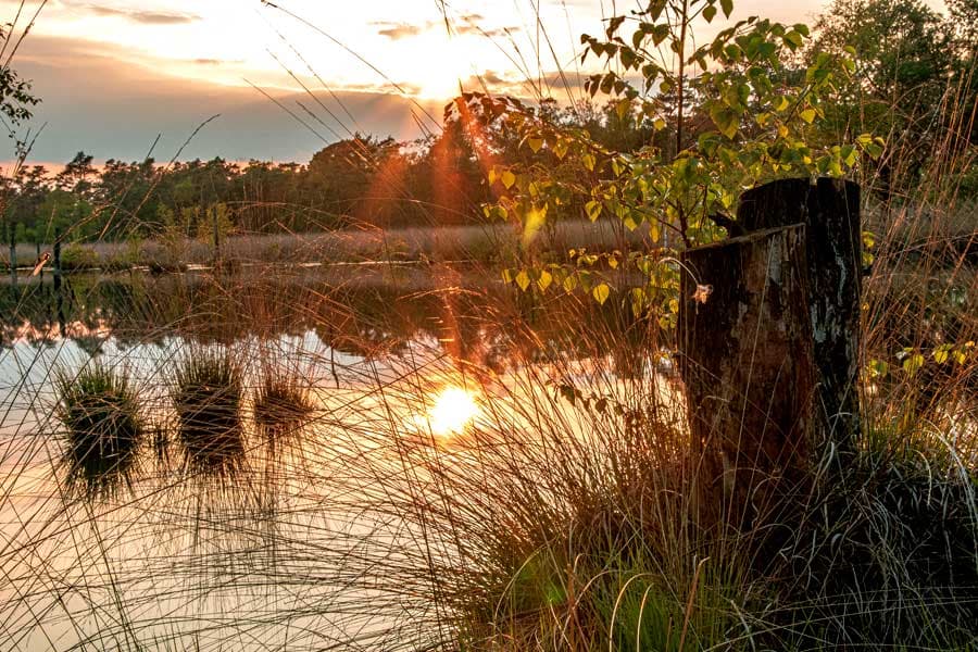 Pietzmoor Sehenswürdigkeiten Lüneburger Heide