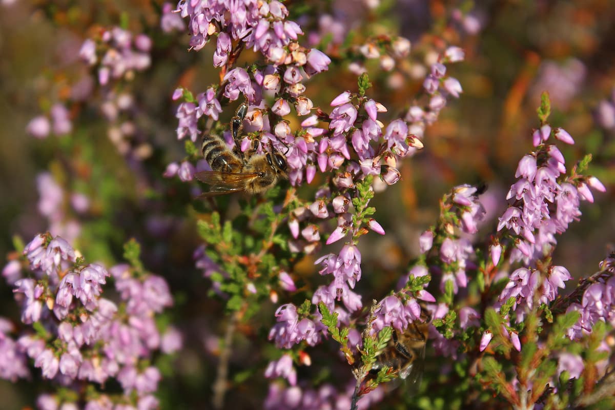 die bienen arbeiten fleissig für den heide honig