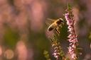 Biene an Heidepflanze sammelt Nektar für Heidehonig