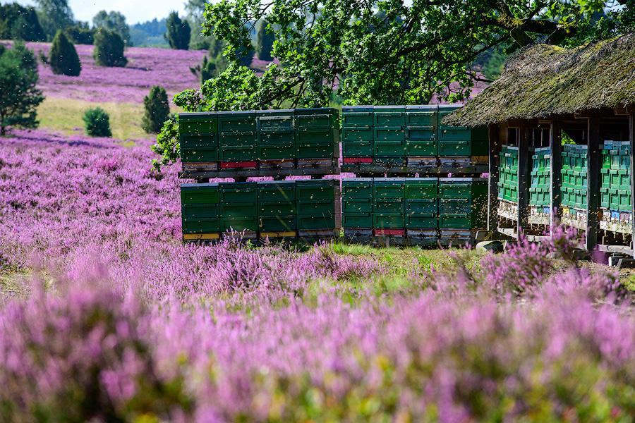 Bienenkörbe stehen in der blühenden Lüneburger Heide