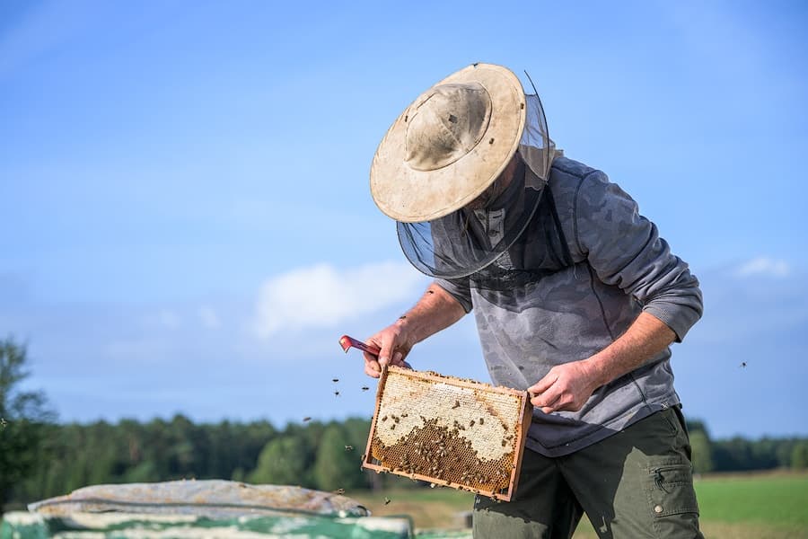 Heide-Imker bei der Arbeit 