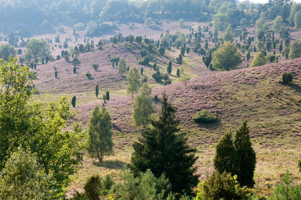 Blick auf den Totengrund Lüneburger Heide