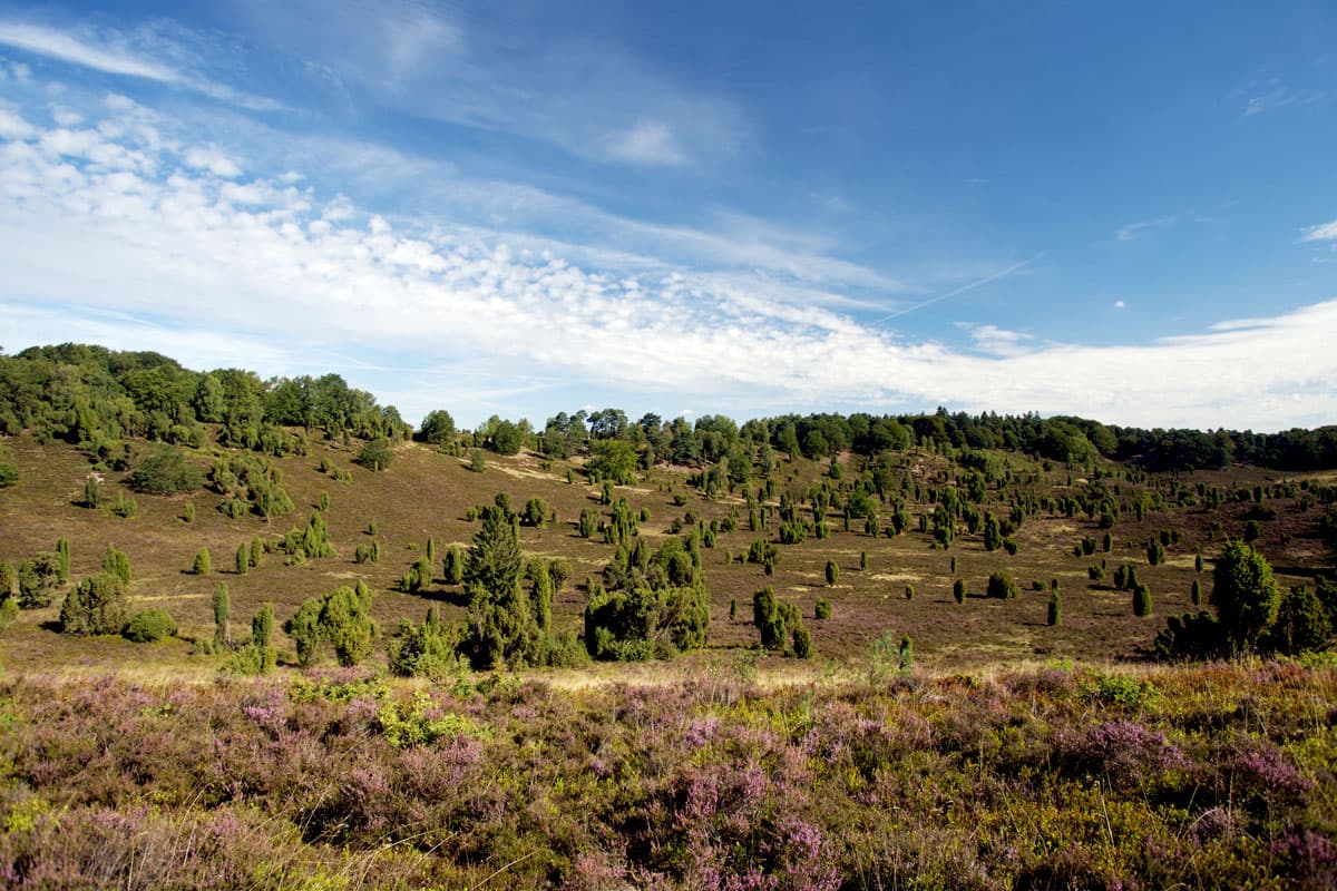 Lüneburger Heide