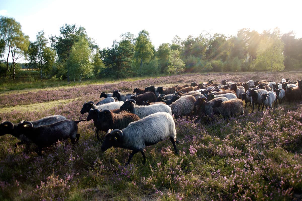 Heidschnucken in der Lüneburger Heide