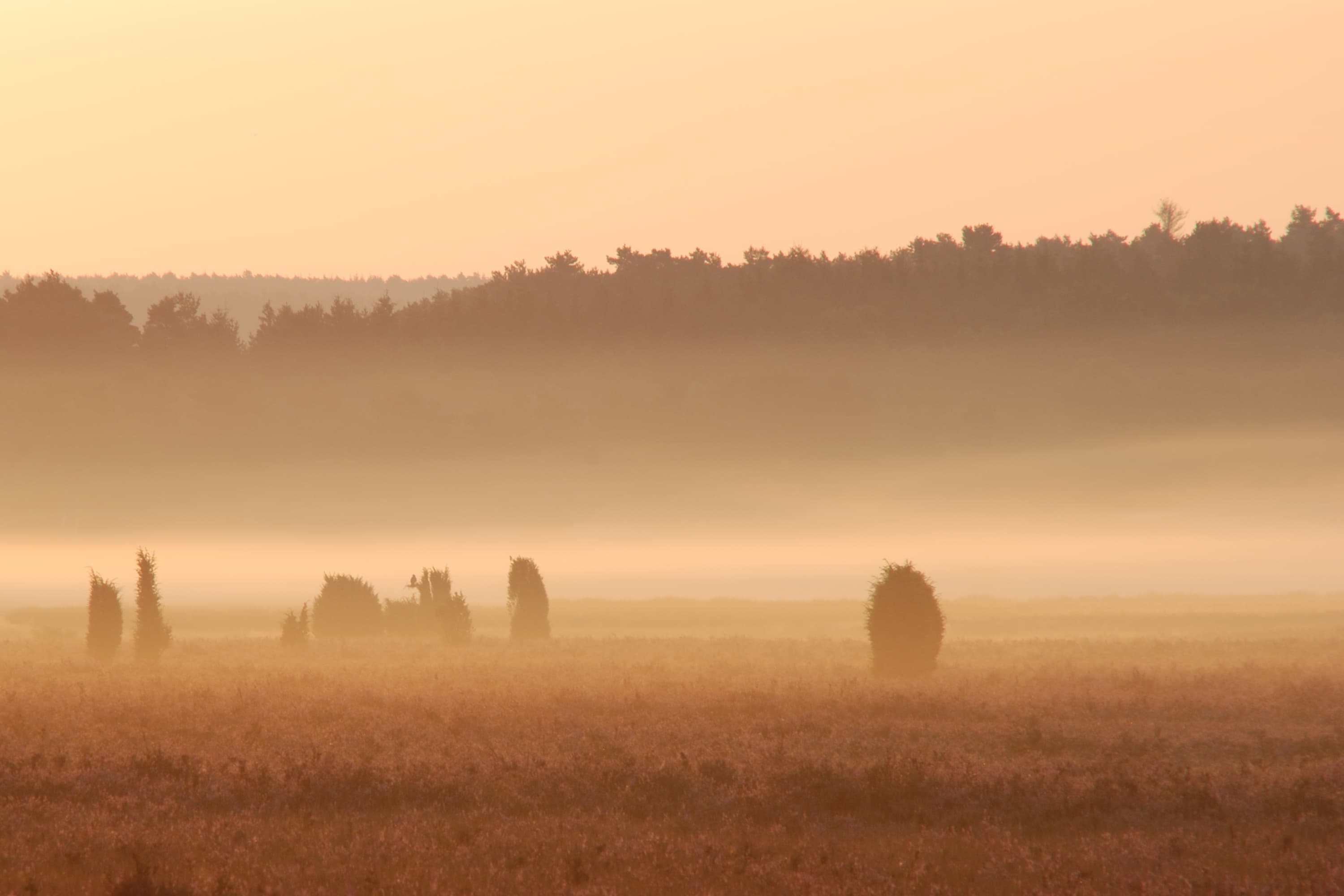 Sonnenaufgang in der Lüneburger Heide