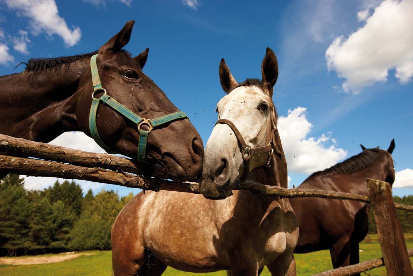 Reiten in der Lüneburger Heide