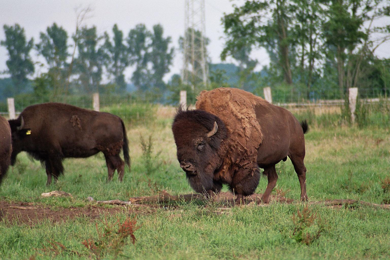 Bison Herde in der Lüneburger Heide