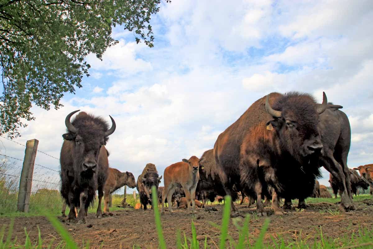 Bison Herde in Essel