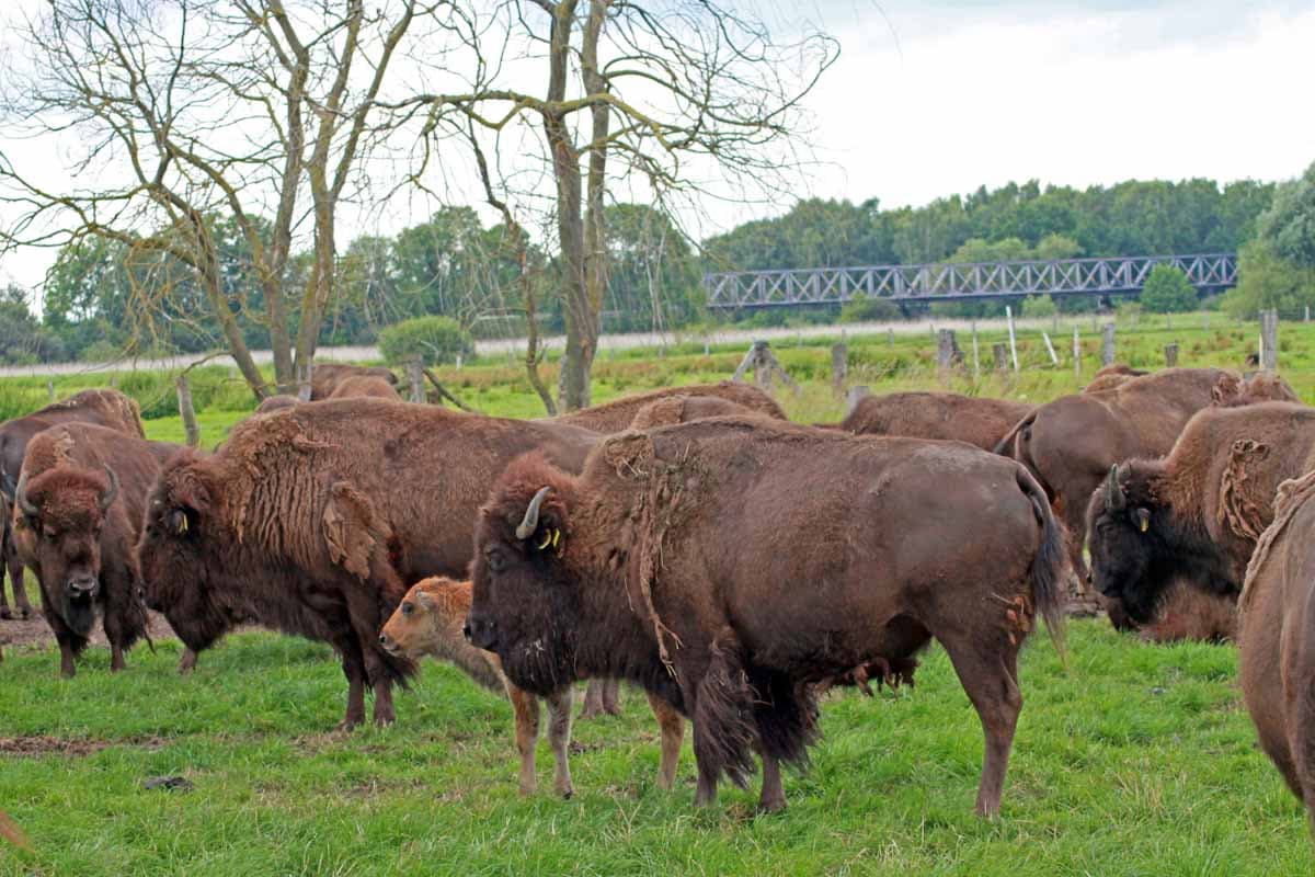 Bison Herde in Essel