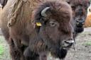 Bison Herde in Essel