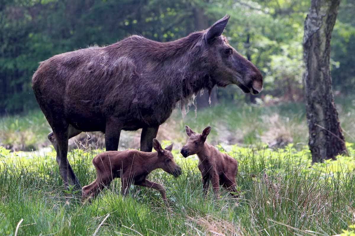 Wildpark Lüneburger Heide