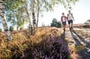 9002 Wandern Lueneburger Heide Birken