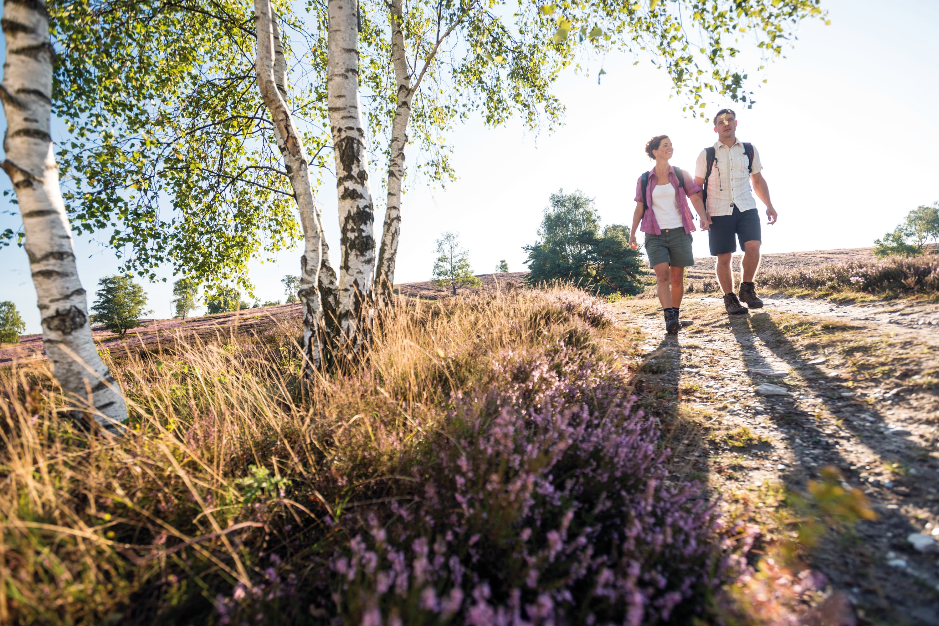 9002 Wandern Lueneburger Heide Birken