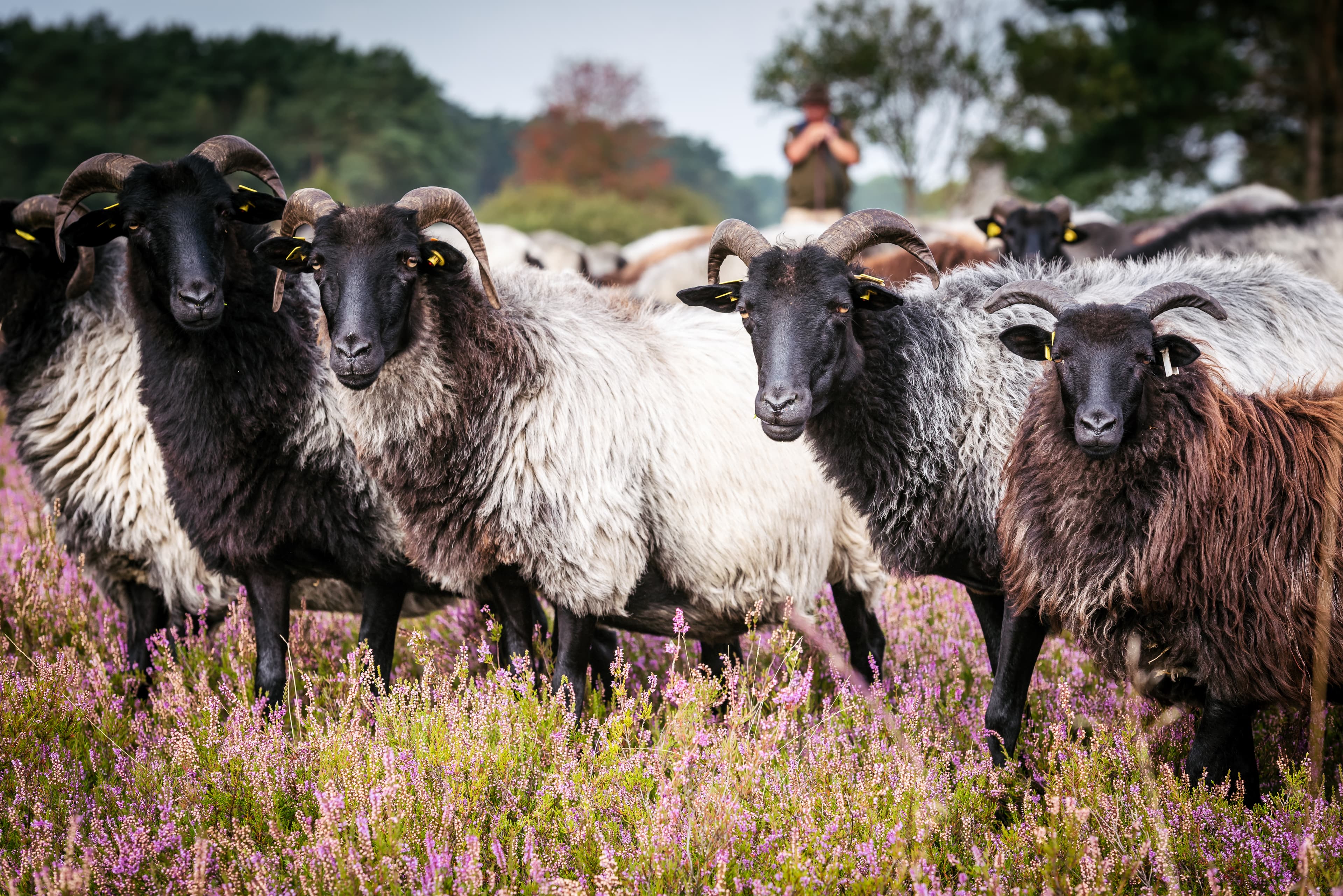 Ab in die Lüneburger Heide