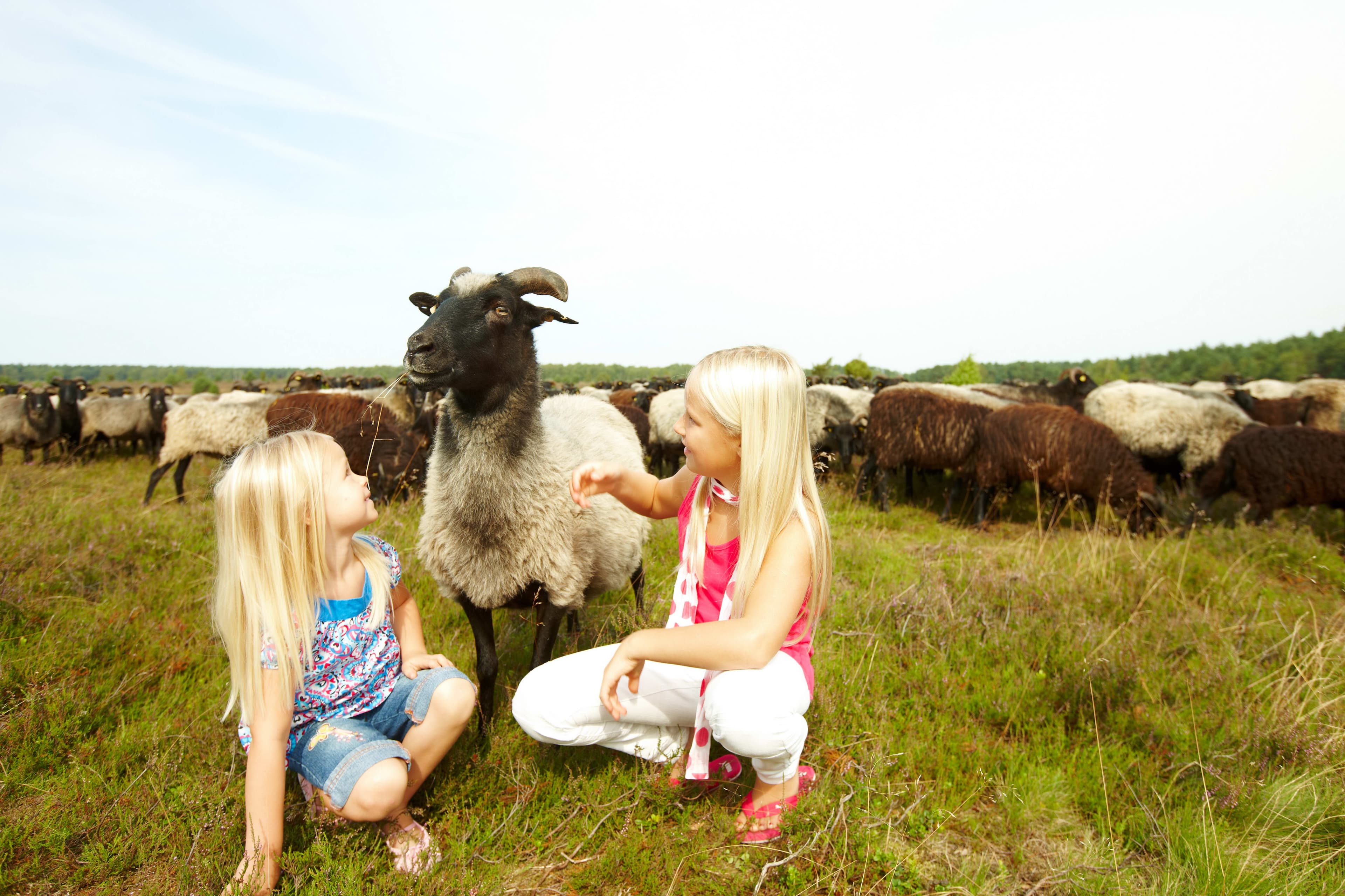 4010-Heidschnucke-mit-Kindern