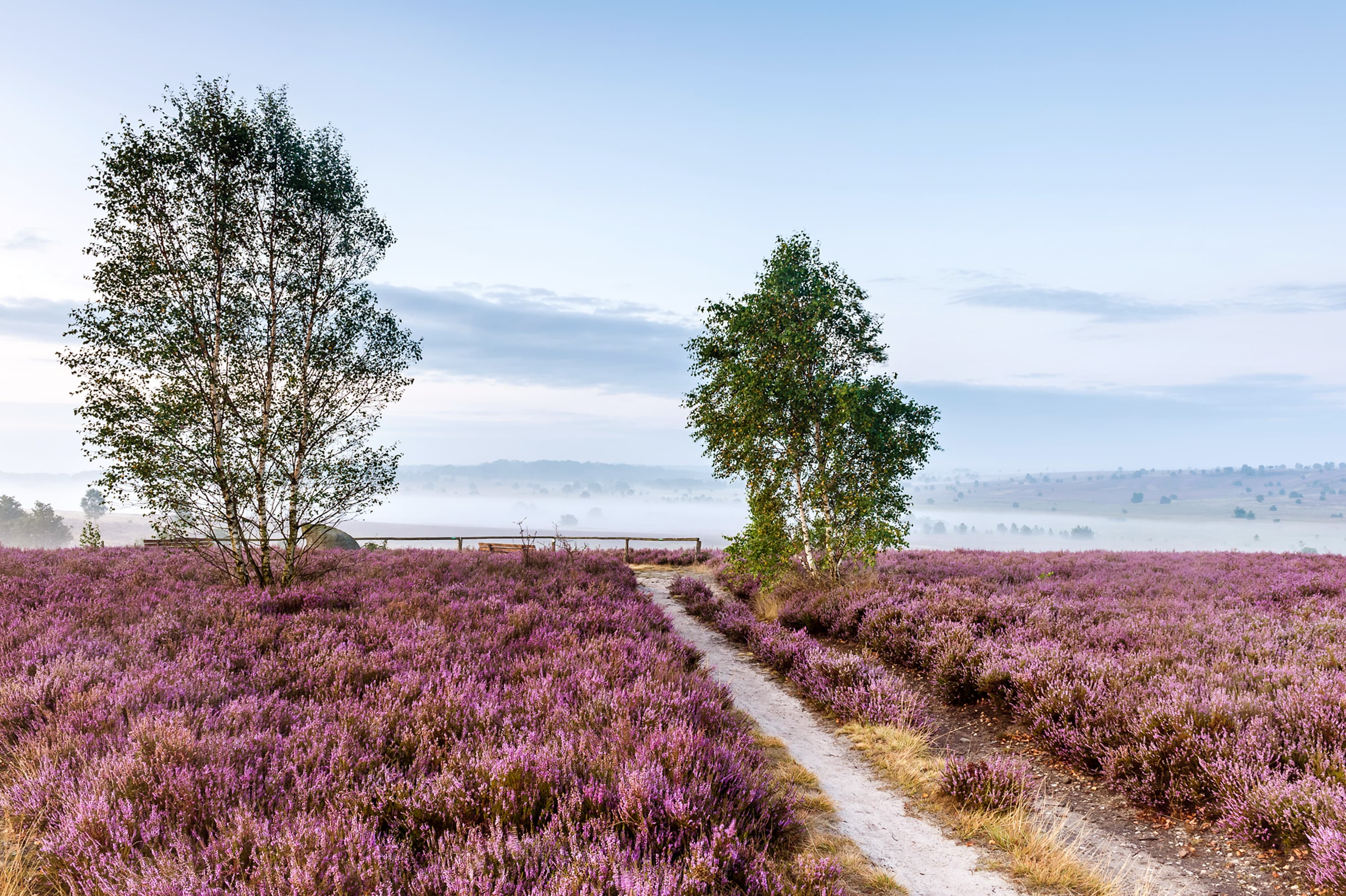 Pressebilder Lüneburger Heide Heideblüte