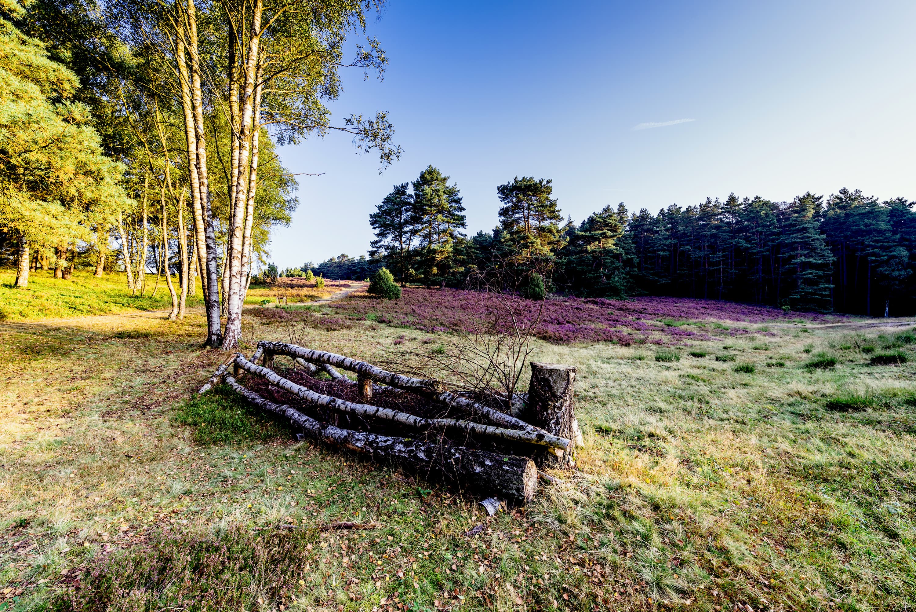 Presse Bilder Lüneburger Heide Birken