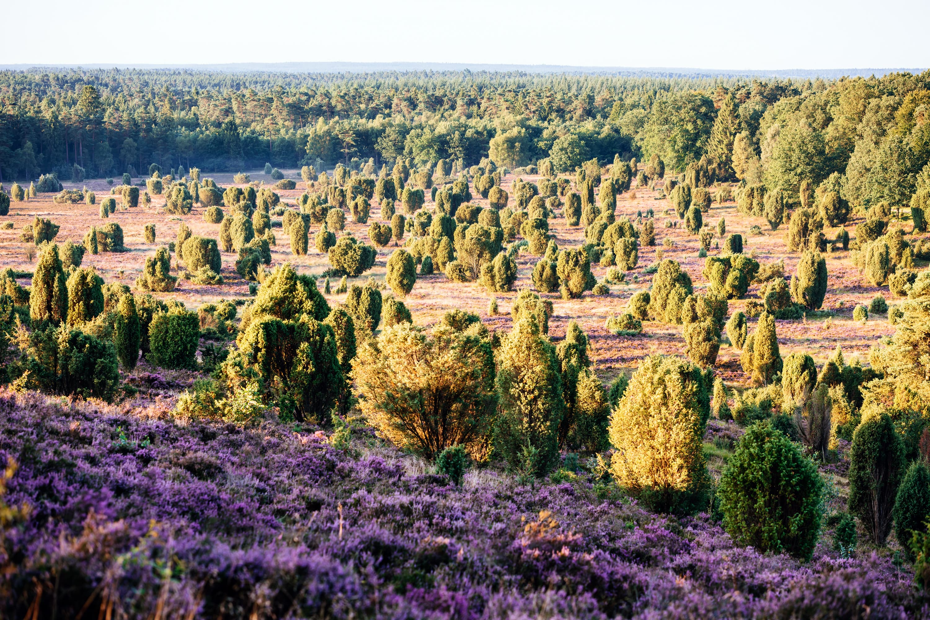 1035-Lueneburger-Heide-Steingrund-Weite.jpg