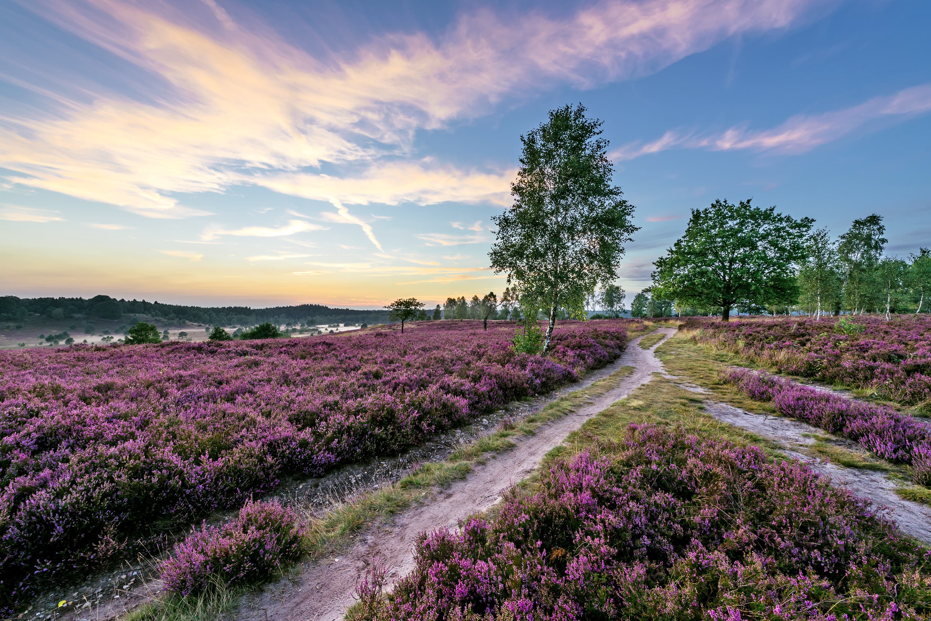 Presse Bilder Lüneburger Heide Sonnenuntergang Surhorn Heide