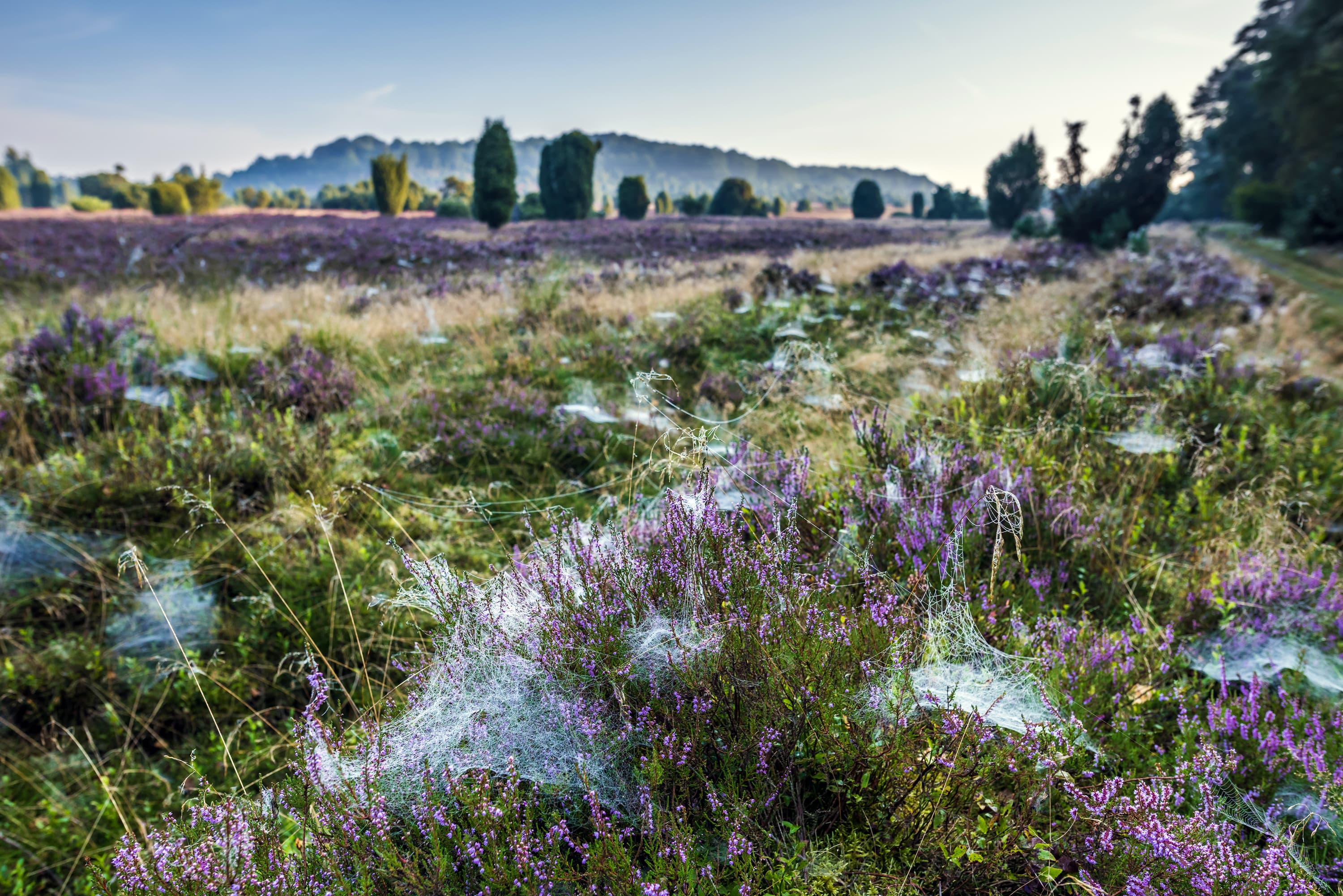 Lüneburger Heide Presse Bilder Archiv Totengrund